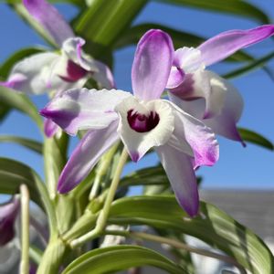 デンドロビウム,Den.nobile variegata'Sakura',デンドロビウム ノビル バリエガタ’サクラ’,洋蘭,開花中の画像