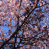 サクラ,桜,早咲きの桜の画像