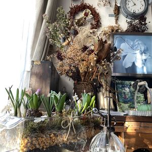 ガーデニング,緑のある暮らし,リビング窓辺の画像