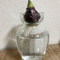 ヒヤシンス,ヒヤシンス,桃花,水耕栽培,特大級球根の画像