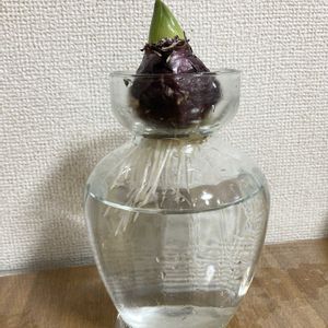 ヒヤシンス,ヒヤシンス,桃花,水耕栽培,特大級球根の画像