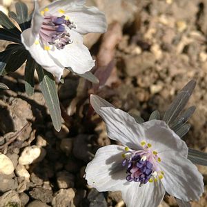 セツブンソウ,節分草,セツブンソウ(節分草),黄花セツブンソウ,地植えの画像