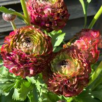 ラナンキュラス,ラナンキュラス ポンポン,美女撫子　ブラックアダー,春の妄想,小さな庭の画像