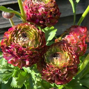 ラナンキュラス,ラナンキュラス ポンポン,美女撫子　ブラックアダー,春の妄想,小さな庭の画像