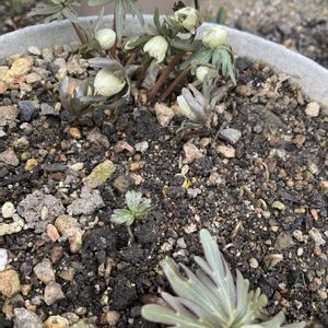 小さな庭の画像