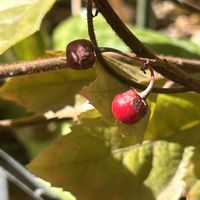 ヤブコウジ,真っ赤な火曜日,小さな庭の画像