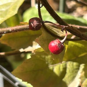 ヤブコウジ,真っ赤な火曜日,小さな庭の画像