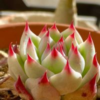 エケベリア,ルビーブラッシュ,多肉植物,キュンキュン乙女倶楽部,赤爪ラブ❤の画像