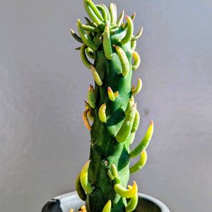 アウストロキリンドロプンチア　将軍,成長記録,楽しい時間,今日のベランダの画像