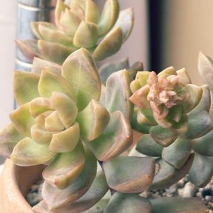 ロッティ,ヌスバウメリアナム,ピンクベリー,出窓,セダム属の画像