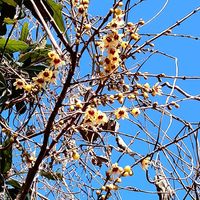 ロウバイの画像