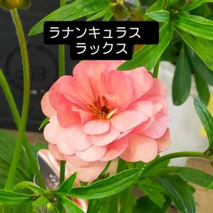 ラナンキュラスラックス,花のある暮らし,環八の花屋,テラス,ベランダの画像