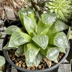 ハオルチア,ハオルチア レツーサ 寿,岐阜県,多肉男子,レツーサ（寿）の画像