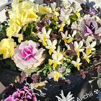 クローバー,ハボタン,パンジー,ビオラ,寄せ植えの画像