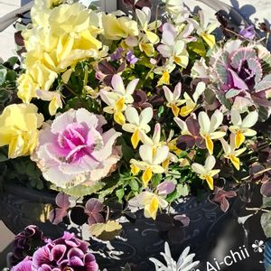 クローバー,ハボタン,パンジー,ビオラ,寄せ植えの画像