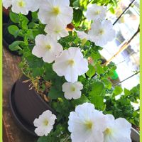 ペチュニア,北海道,寒冷地,キュンキュン乙女倶楽部,今日も笑顔で♡の画像