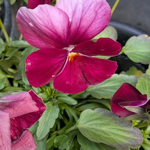 ベランダ,お出かけ先の画像