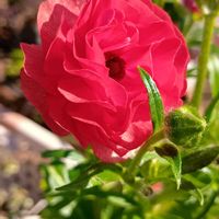 ドウダンツツジ,ソヨゴ,トベラの実,ラナンキュラス ラックス ’ ムーサ ’,節分 巻き寿司の画像