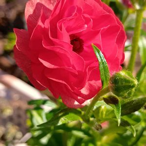 ドウダンツツジ,ソヨゴ,トベラの実,ラナンキュラス ラックス ’ ムーサ ’,節分 巻き寿司の画像