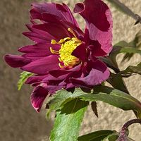 クリスマスローズ,花のある暮らし,緑のある暮らし,植物のある暮らし, クリスマスローズの画像