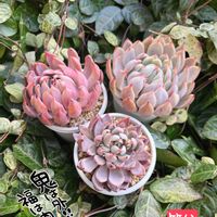 青鬼,桜鬼,多肉植物,多肉中毒,多肉のある暮らしの画像