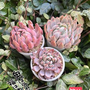青鬼,桜鬼,多肉植物,多肉中毒,多肉のある暮らしの画像
