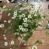 マトリカリアの画像