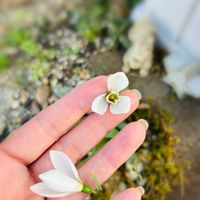 スノードロップ,花のある暮らし,植中毒,お花大好き♡,お花好きさんと繋がりたいの画像