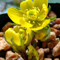 キクザキイチゲ,セツブンソウ,セツブンソウ,セツブンソウ,キクザキイチゲ 白の画像