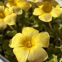 オキザリス,Oxalis obtusa,Oxalis obtusa Sunset,Oxalis obtusa Sunset,Oxalis obtusa Gatsbyの画像