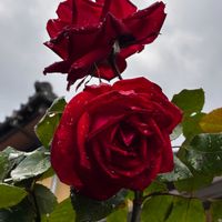 花のある暮らし,真っ赤なバラ,真っ赤な火曜日,広い庭の画像