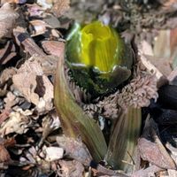 スノードロップ,フクジュソウ,福寿草,スノードロップ(待雪草),スプリングエフェメラルの画像