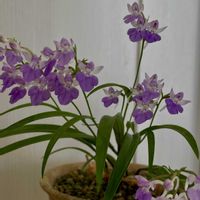 ベルフラワー,ベルフラワー,アワチドリ☆,花のある暮らし,過去picの画像