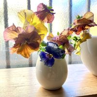 カランコエ クイーンローズ パリ,カランコエ クイーンローズ パリ,カランコエ クイーンローズ パリ,フリル咲きパンジー ヴォーグ,フリル咲きパンジー ヴォーグの画像