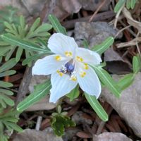 セツブンソウ,セツブンソウ,セツブンソウ,セツブンソウ,京都府立植物園の画像