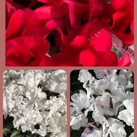 クリスマスローズ,シクラメン,戦利品達,あっ火曜日,真っ赤な火曜日の画像