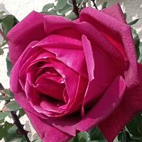 バラ,赤い薔薇,真っ赤な薔薇,赤いバラ（薔薇）,赤いバラの画像