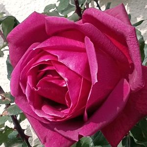 バラ,赤い薔薇,真っ赤な薔薇,赤いバラ（薔薇）,赤いバラの画像