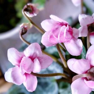 シクラメン フェアリーピコ,室内,花のある暮らし♡,おうち園芸の画像