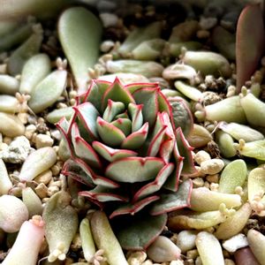 レティジア,薄化粧,紅化粧,出窓,葉挿しの画像