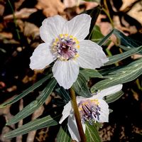 セツブンソウ,山野草,絶滅危惧種,キンポウゲ科,スプリングエフェメラルの画像