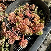 セダム,パリダム,斑入りタイトゴメ,コーラルカーペット,ミルキーウェイの画像