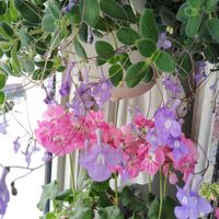 ストレプトカーパス,ゼラニウム,ストレプトカーパス・サクソルム,花のある暮らし,北海道からの画像