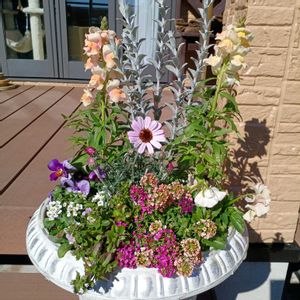 寄せ植え,玄関アプローチの画像