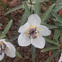 セツブンソウ,スプリングエフェメラル,今日のお花,大船フラワーセンターの画像
