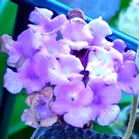 ランタナ,コバノランタナ,コバノランタナ,自宅の花壇の画像