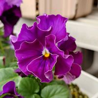 ビオラ,アマゾネス,メドンドビオラ　公爵令嬢,メドンドビオラ　公爵令嬢,繋がりに感謝✨の画像