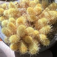 サボテン,晴れた日,お散歩写真,GSのみなさんに感謝♡,お出かけ先にての画像