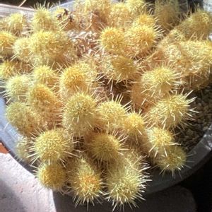 サボテン,晴れた日,お散歩写真,GSのみなさんに感謝♡,お出かけ先にての画像