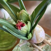 水栽培チューリップ,原種チューリップ　サマンサ,水耕栽培,つぼみ,GSに感謝。の画像